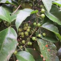 Tetrastigma nilagiricum (Miq.) B.V.Shetty